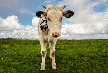 Baby cow grazing in a field, looking at the camera