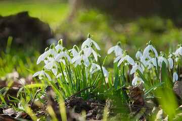 Schneegl&ouml;ckchen