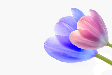 Tulips of two different colors and sizes isolated on a white background. purple and pink tulips.