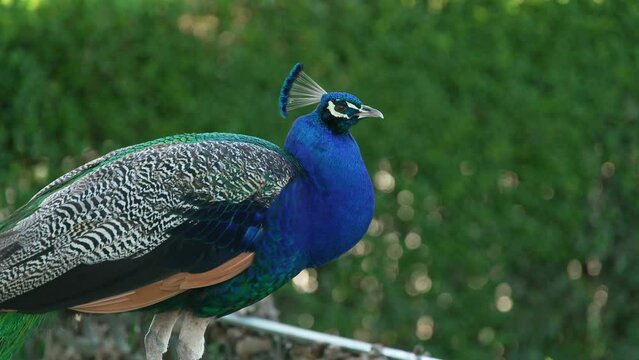 Blue and Green Peacock HD