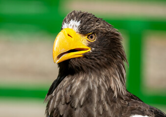 portrait of a bald eagle
