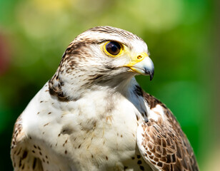 close up of a falcon