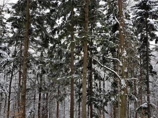 Winter background. Forest whole covered with snow