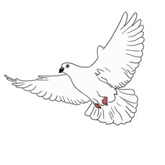 illustration of a white dove 