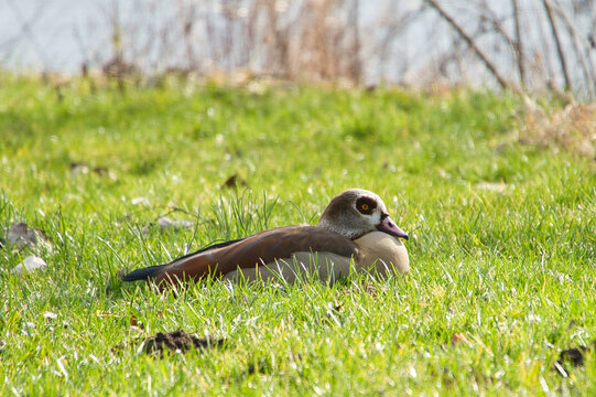 Nilgans