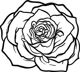 Breath of life rose png.Beautiful flower on transparent background.