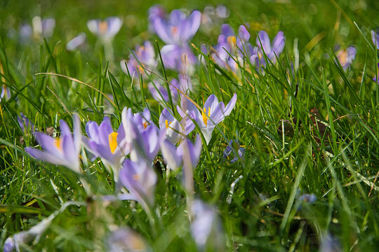 Krokus
