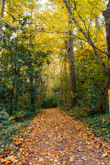 Obraz premium Fall in the park