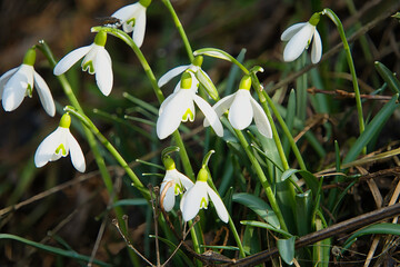 Schneegl&ouml;ckchen