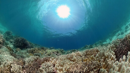 Fototapeta na wymiar Tropical Fishes on Coral Reef, underwater scene. Philippines.