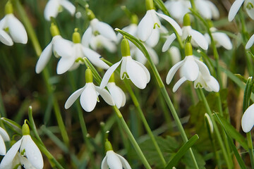 Schneegl&ouml;ckchen
