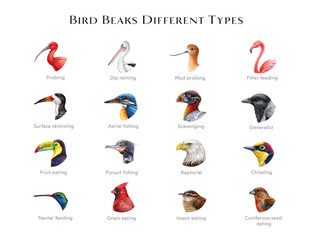 Bird beaks different types illustration set. Hand drawn various bird beak chart sorted by feeding type. Beautiful birds with different bills. Big colorful table for nature study, teaching, explore - obrazy, fototapety, plakaty