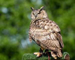 portrait of a eagle owl