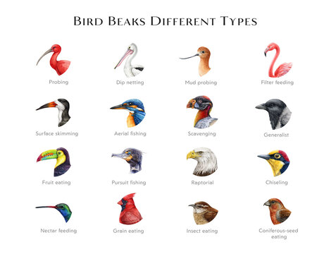 Bird beaks different types illustration set. Hand drawn various bird beak chart sorted by feeding type. Beautiful birds with different bills. Big colorful table for nature study, teaching, explore