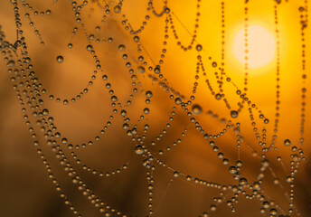 Dewdrops glisten on the cobweb illuminated by the rising sun