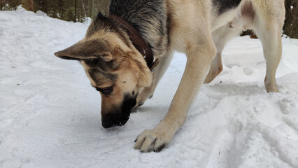 Dog German Shepherd following the trail on white snow in a winter day. Eastern European dog veo in cold weather
