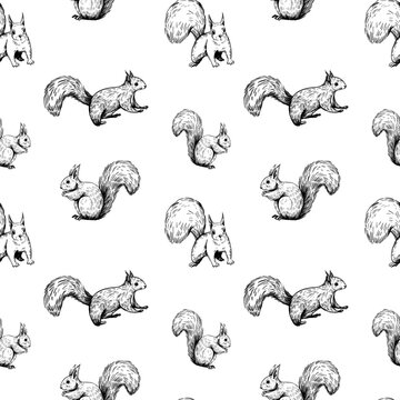 Squirrel illustrations, seamless patten design, hand drawn vector sketch