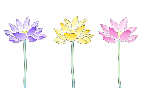 Colorful lotus flowers isolated on transparent background, Japanese style illustration, watercolor art