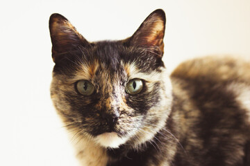 Portrait of a domestic Turtle cat sitting on a couch in home interior. A pet is looking at a camera. Tricolor dark brown and black feline with green eyes and serious muzzle indoors. One lovely kitty.
