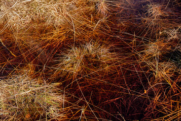 Grass in frozen clear water, bog landscape