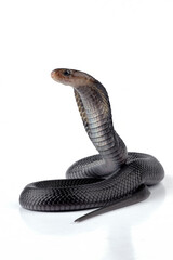The Javan spitting cobra (Naja sputatrix) on white background