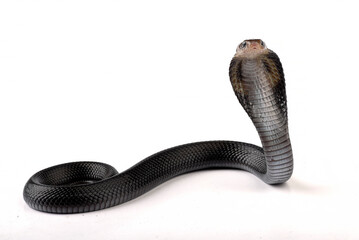 The Javan spitting cobra (Naja sputatrix) on white background