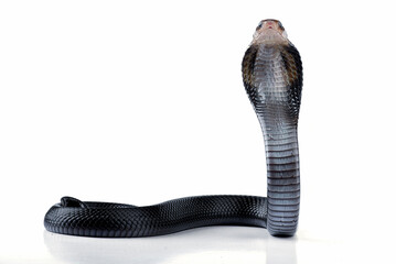 The Javan spitting cobra (Naja sputatrix) on white background