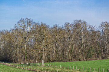 Obraz premium paysage de prairie et forêt en France