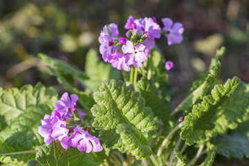 First spring flowers, bunch of purple primrose or primula in garden on green background