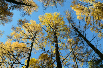 Bottom view of high larch trunks against blue sky