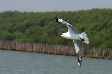 One seagull flying.The seagull is flying the background is trees, sky and bamboo dams.
