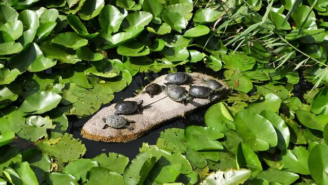 A red-eared turtle in a pond with water among water lilies and lilies.