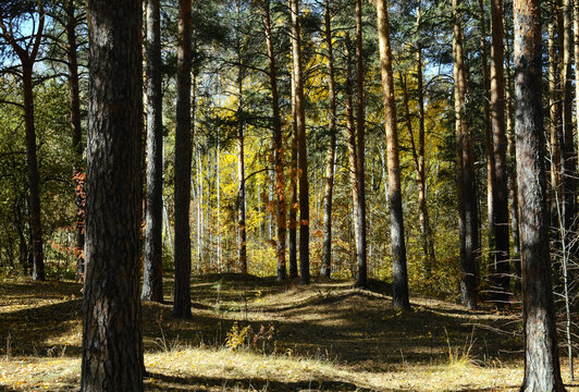 Trunks of pine trees in the autumn forest lit by the sun