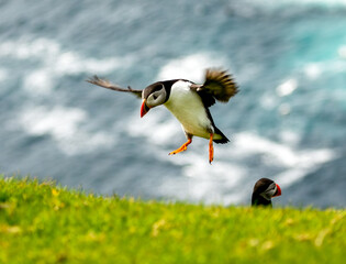 Puffin coming in to land