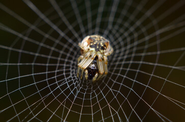 spider on the web
