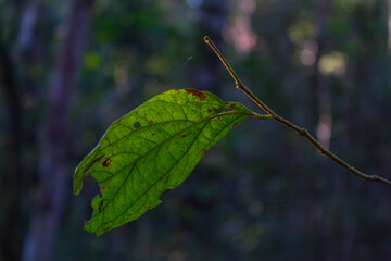 close up of a leaf
