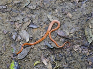 The crowned false boa (Pseudoboa coronata) is a species of snake in the family Colubridae. The species is endemic to South America.  Novo Airao, Amazonas - Brazil.