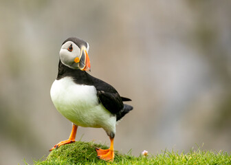 puffin on a rock