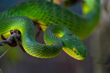 Fototapeta premium Green pit viper