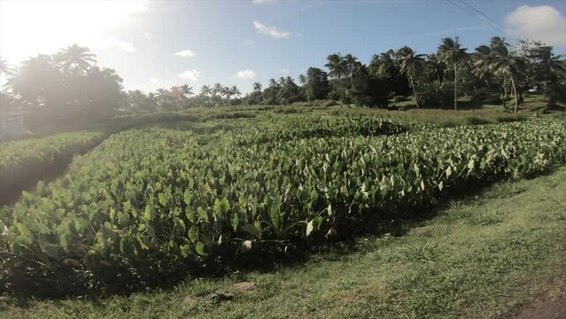 360 circle turning around view  at a backroad in tropical Pacific Cook Islands where Polynesian culture inhabitants with flourish vegetation and coconut trees along pave road with taro farm fields