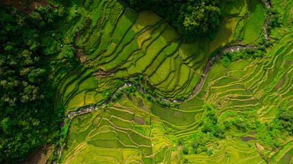 aerial top photography of rice terraces with in the middle a small river inside a rain forest in...