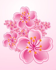 Fototapeta premium cherry blossom