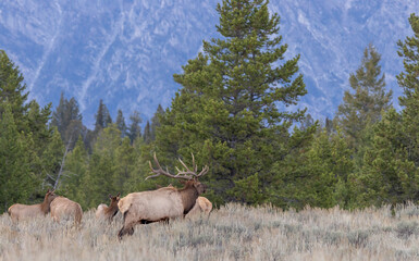 Elk Rutting in Grand Teton National Park Wyoming in Autumn
