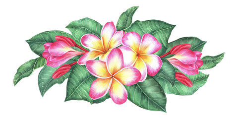 Horizontal composition of tropical plumeria. Frangipani pink flowers and leaves. Watercolor botanical illustration. Isolated on a white background. For the design of stickers, travel brochures © Ekaterina