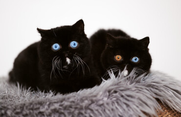 LUXUS Britisch Kurzhaar Odd und blue eyes Kitten Katzen kuscheln