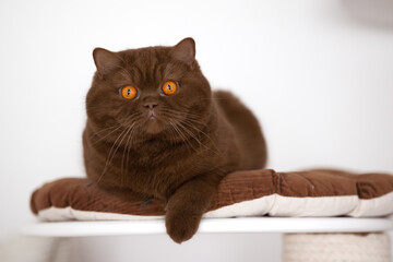 Britisch Kurzhaar Kitten Katzen imposant und edel