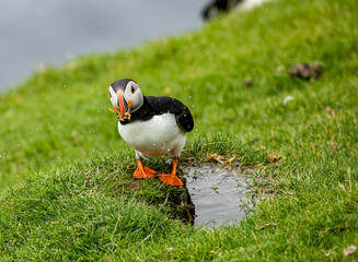 Puffin pulling grass from a puddle 