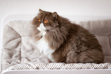 Britisch Kurzhaar Kitten Katzen imposant und edel