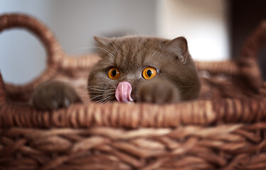 Britisch Kurzhaar Kitten Katzen imposant und edel