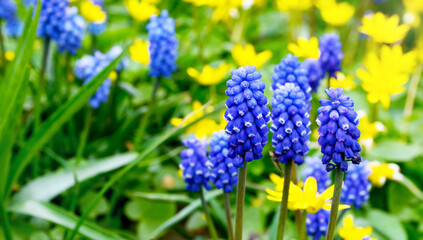 Muscari armeniacum or Grape hyacinth spring flowers in the garden. Floral background for design.
Springtime.Selective focus.